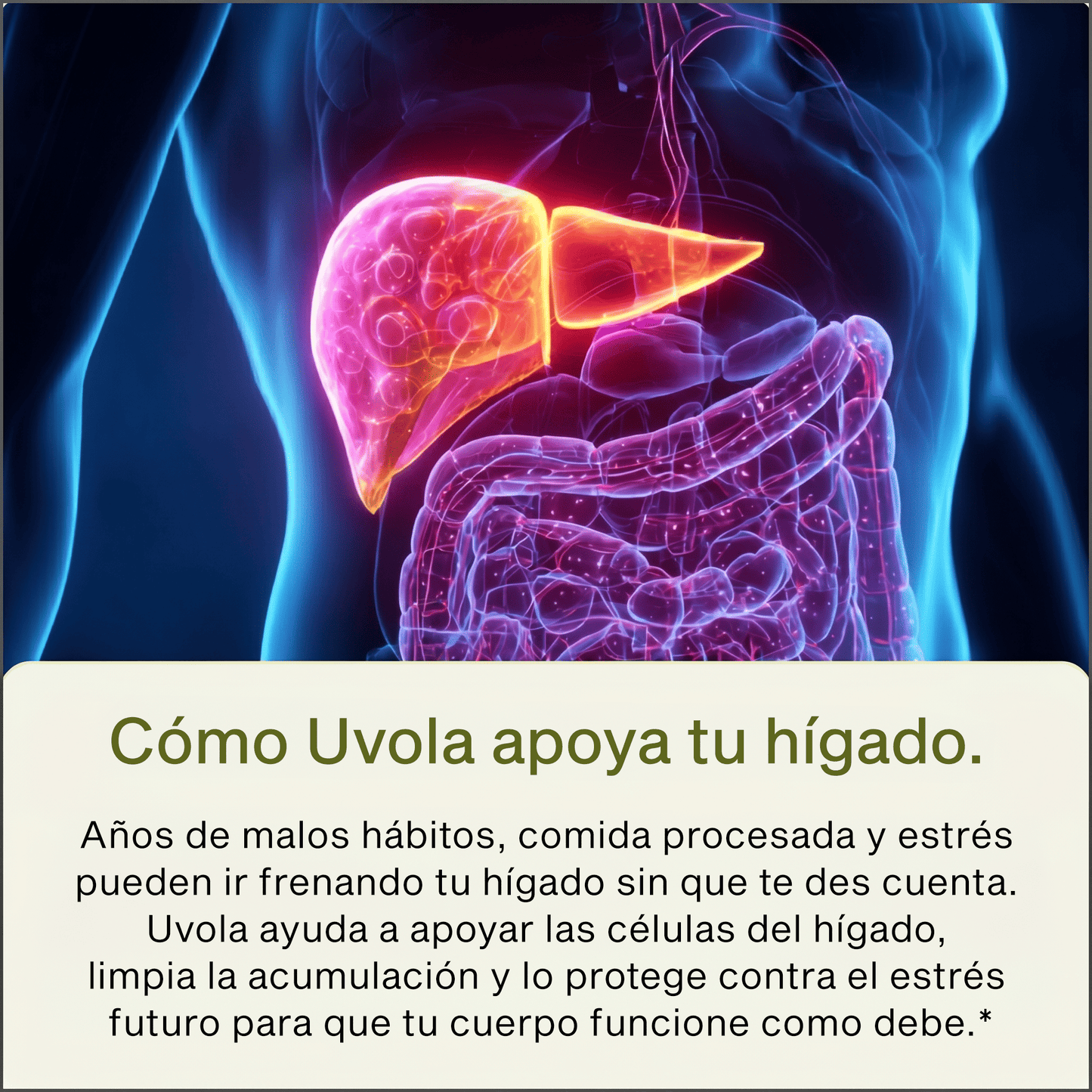 Apoyo Hepático con Cardo Mariano